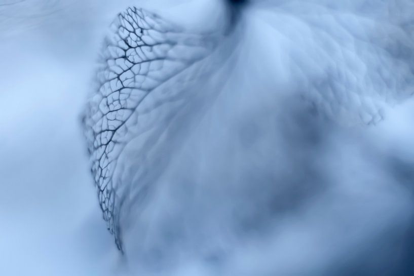 Hortensienblütenblätter aus Spitze. von Ellen Driesse