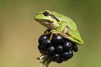  Laubfrosch auf Brombeeren 1