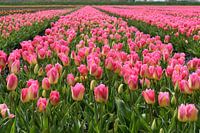 Tulip field with pink yellow tulips, some tulips still in bud