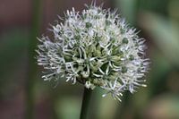 Ornamental onion in bloom