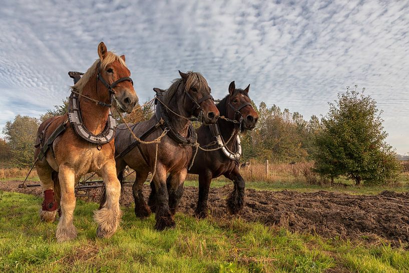 Driespan ploegen op Zeeuwse klei par Bram van Broekhoven
