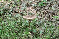 Auf einem braunen Pilzstuhl