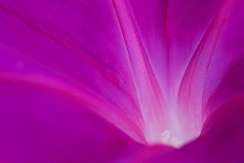 Petunia  von Elles Rijsdijk