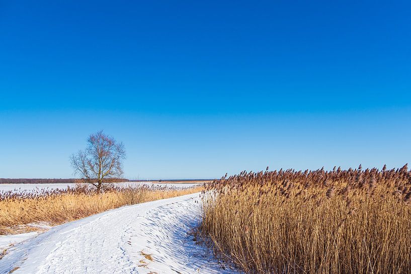 Bodden bei Ahrenshoop auf dem Fischland-Darß im Winter von Rico Ködder