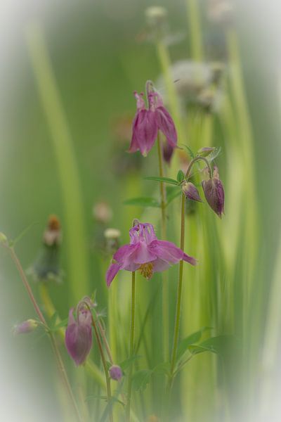 fleurs violettes par snippefotografie