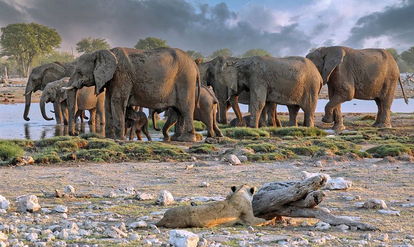 Lion observant un troupeau d'éléphants, Etosha, Namibie par WiWo