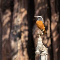 Kurzzehen-Felsendrossel auf einem Kran - Afrikanischer Vogel