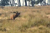 Cerf rouge pendant le rut
