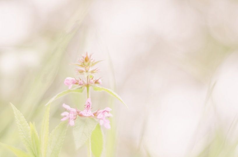 Knabenkraut von Aimé de Clercq