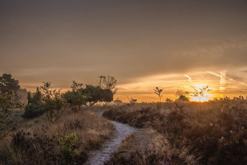 Wolfhezerheide Teil 57 von Tania Perneel