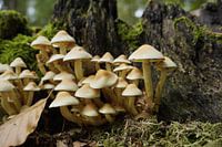 Gruppe von Pilzen auf einem Baumstumpf