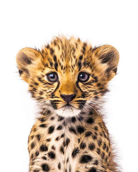 Baby leopard by Christian Müringer