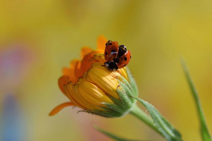Étincelles de fleurs par Nathalie Jongedijk