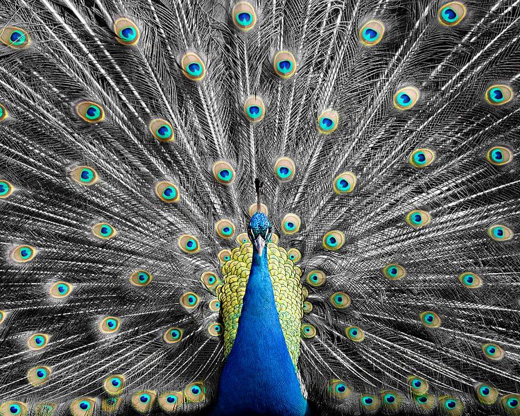 Combinaison du noir et blanc et de la couleur avec ce Paon par Patrick van Bakkum