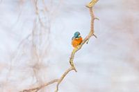 Vögel - Eisvogel lauert auf einem verschlungenen Weidenzweig auf Fische
