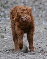 schotse hooglander kalfje