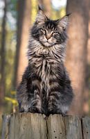 Maine Coon Katze Porträt