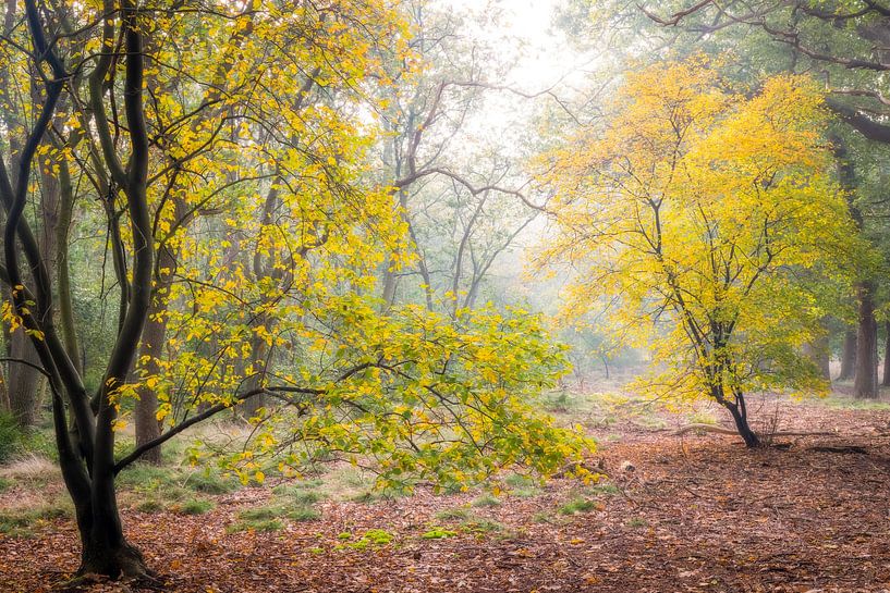 Colorful currant trees in autumn | Utrechtse Heuvelrug, Netherlands by Sjaak den Breeje