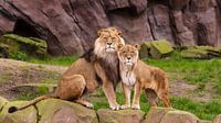 Lions