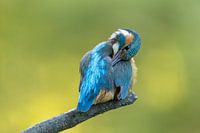 Brushing kingfisher on branch