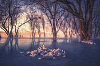 Forêt de glace et de neige