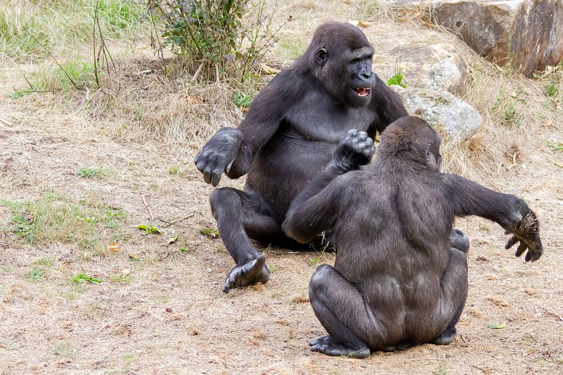 Gorilla's heerlijk aan het stoeien by Arnold van der Horst