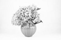 Hydrangea in vase