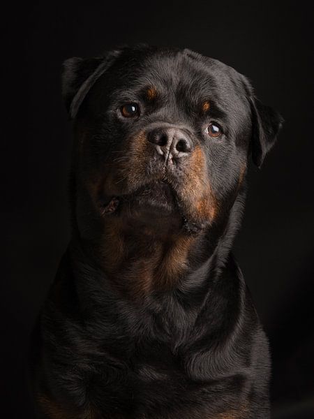 Rottweiler portret tegen een zwarte achtergrond par Elles Rijsdijk