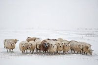 Schafe im Schnee - 1