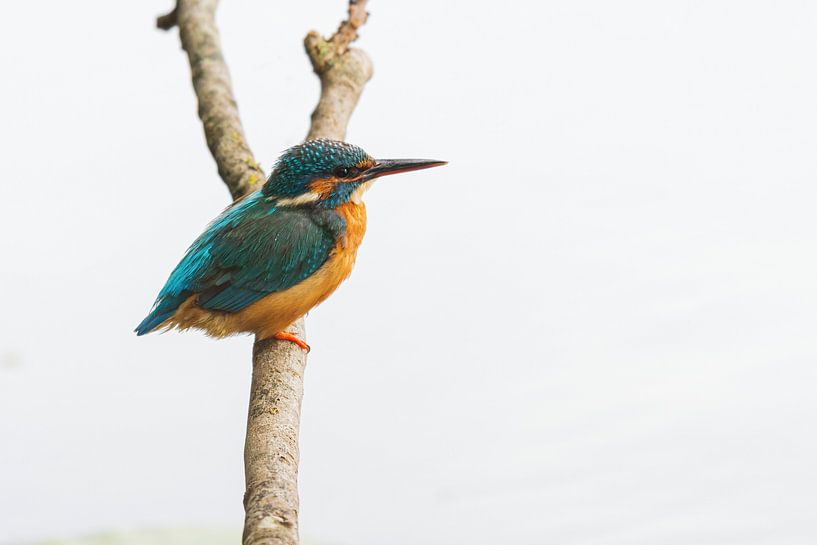 Le martin-pêcheur au repos par Merijn Loch
