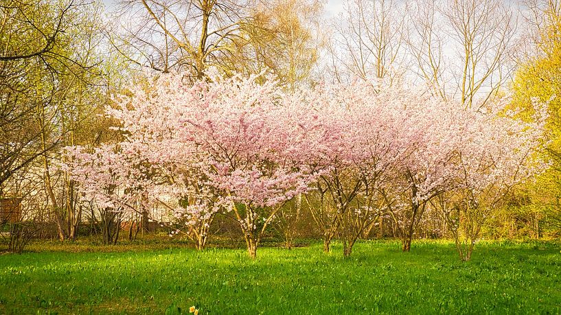 Kirschblüten Baum in zarter weiß rosa Farbe von Martin Köbsch