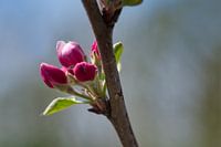 Dunkelrosa Elstar-Apfelblüte