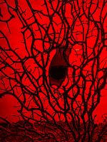 Œuf de seigle aux algues