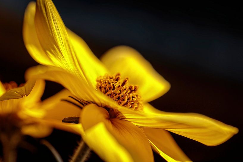 Yellow Coreopsis flower by Rob Boon