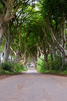 Dark Hedges