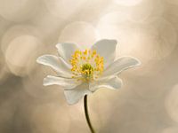 Die Kunst des Lichts.