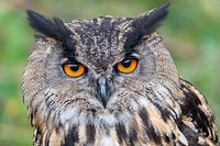 European eagle owl