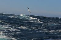 Alabatros über stürmischem Meer