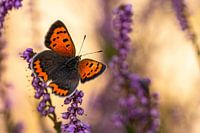 Lesser firefly on heather bush