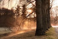 Waldbäume im nebligen Morgenlicht