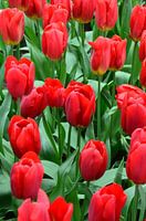 Tulipa bright Red