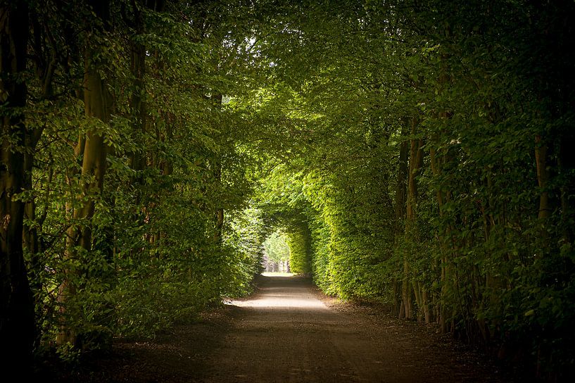 Tunnel weggetje door bomen omgeven van Martien Janssen