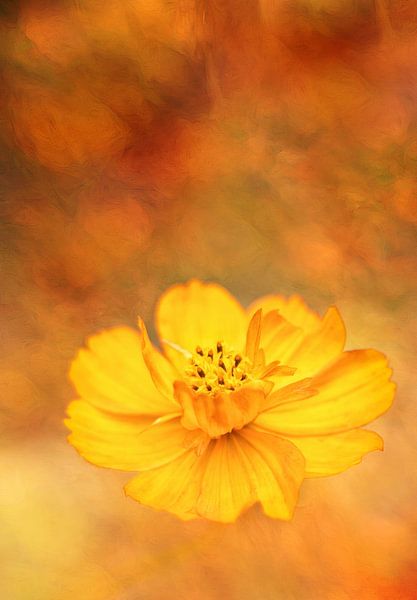 Une explosion de couleurs dans le jardin par Anneliese Grünwald-Märkl