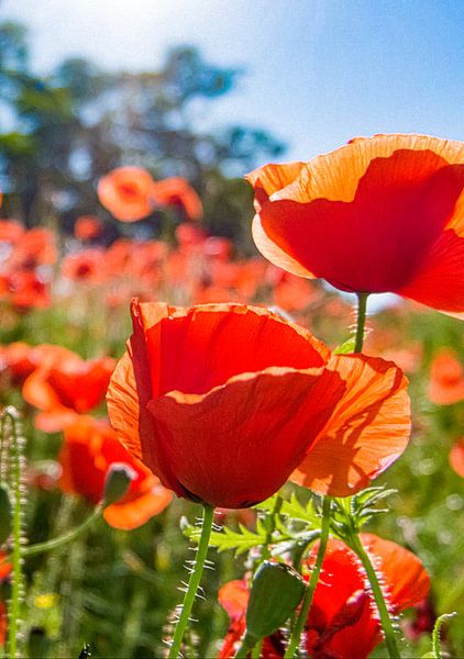 Poppies by Truckpowerr