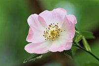 Hundsrose (Rosa canina)