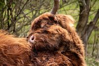 Der schottische Highlander