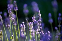Sud de la France, Provence, fleurs de lavande