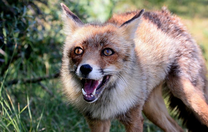 Firestarter by Ger Bosma