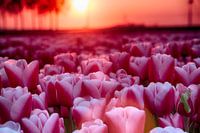 Pink tulips