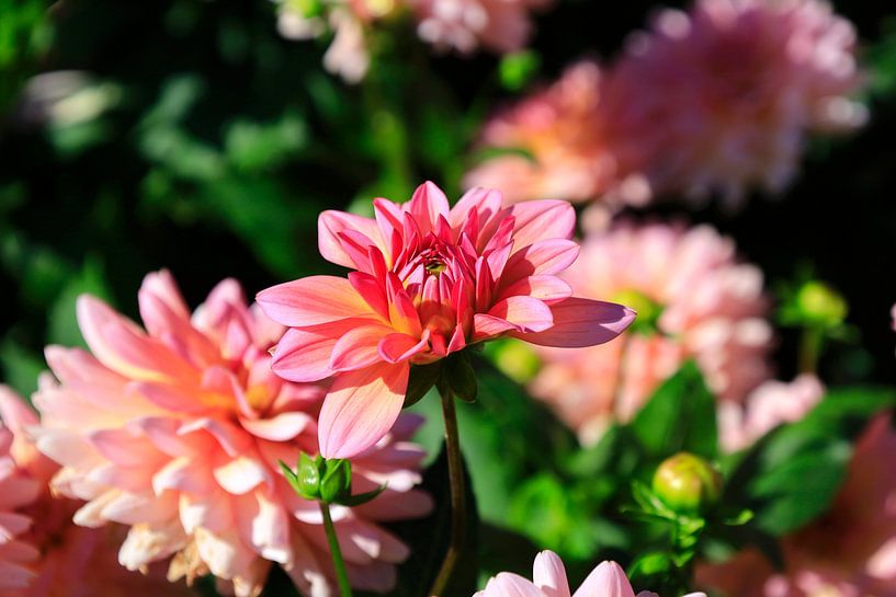 Prächtige Dahlienblüte von Thomas Jäger